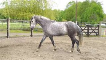 photo de A donner Hongre Cruzado 11 ans cheval de loisir